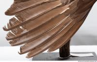 bird skin feather 0014